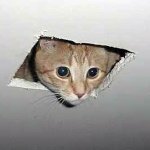 Ceiling cat