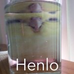 Henlo birb meme