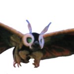 Mothra leo