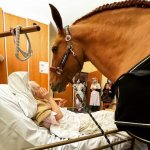 Hospital horse
