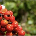 guarana sus