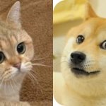 cate vs doge