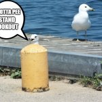 Pee Gull | STAND LOOKOUT; I GOTTA PEE | image tagged in pee gull,seagulls,birds | made w/ Imgflip meme maker