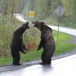 bears arguing