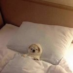 Dog in bed sleeping meme