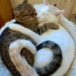 Cat hugs love zen