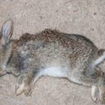 my bunny died