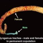 Syngamus trachea Sex male and female