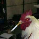 Smoking rooster | image tagged in smoking rooster | made w/ Imgflip meme maker