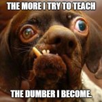 stupid dog face | THE MORE I TRY TO TEACH; THE DUMBER I BECOME. | image tagged in stupid dog face | made w/ Imgflip meme maker