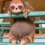 Sloth cute sloth