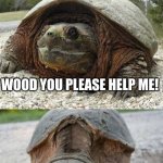Bad puns. !LOL! | WHAT DID THE BEAVER SAY WHEN HE NEEDED HELP? WOOD YOU PLEASE HELP ME! | image tagged in bad pun tortoise | made w/ Imgflip meme maker