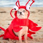 Crabby Dog