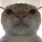 Staring Cat/Gusic meme