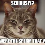 Skeptical cat | SERIOUSLY? YOU WERE THE SPERM THAT WON? | image tagged in skeptical cat | made w/ Imgflip meme maker