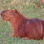 capybara