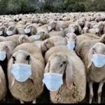 Sheeple in Masks