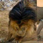 mrs lion yelling at mr lion, dad walks with cub