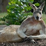 Kangaroo pose