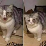 Unconcerned yawning cat template