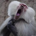 Yawning Macaque template