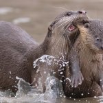 Otter Momma and her little shitheel