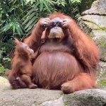 Cool Monke of Coolness