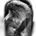 eagle