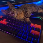Gaming cat keyboard