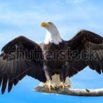 eagle