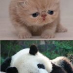 Cute animals | I BEEN TRYING FOR TWO YEARS TO GET IN CHOIR. I WAS SAD AND I WAS CRYING. NOW I AM IN CHOIR IN 7TH GRADE AND I AM HAPPY AND I HAVE GREAT FRIENDS. | image tagged in cute animals | made w/ Imgflip meme maker