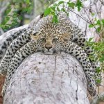 Leopard resting tree