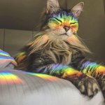 Rainbow Cat - glass refraction