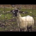 Screaming goat GIF Template