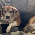 Grumpy Beagle
