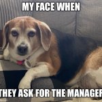 Judgment beagle | MY FACE WHEN; THEY ASK FOR THE MANAGER | image tagged in grumpy beagle,judging,manager,karen | made w/ Imgflip meme maker