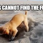 dog cannot find the funny meme