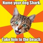 I dare you. | Name your dog Shark. Take him to the beach. | image tagged in memes,bad advice cat,funny | made w/ Imgflip meme maker