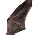 Wing