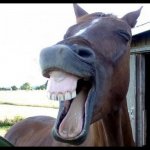 Horses drink water! | FOLLOW THE SCIENCE! HORSES DRINK WATER! | image tagged in horse laugh,ivermectin,science | made w/ Imgflip meme maker