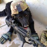 War dog soldier