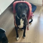 cachorro pidão | I DON’T CARE IF YOU THINK I LOOK CUTE IN THE HAT. EVERY TIME I GO OUTSIDE THE DOGS LAUGH AT ME. | image tagged in cachorro pid o | made w/ Imgflip meme maker
