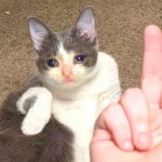 Middle finger cat template