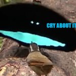 cry about it birb