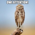 OwlAttentive | GO ON, I'M OWL ATTENTION! | image tagged in owlattentive | made w/ Imgflip meme maker