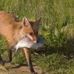 fox getting food