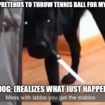 Fake Throw | ME: PRETENDS TO THROW TENNIS BALL FOR MY DOG; MY DOG: (REALIZES WHAT JUST HAPPENED) | image tagged in mess with labbo you get stabbo,my dog | made w/ Imgflip meme maker