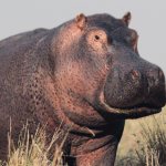 Hippo | image tagged in hippo | made w/ Imgflip meme maker