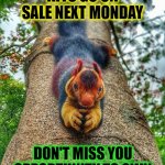 squirrel kit | SQUIRREL KITS GO ON SALE NEXT MONDAY; DON'T MISS YOU OPPORTUNITY TO OWN YOUR OWN LIVE SQUIRREL | image tagged in squirrel | made w/ Imgflip meme maker