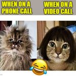 cat on phone call vs video call | WHEN ON A 
VIDEO CALL; WHEN ON A 
PHONE CALL | image tagged in funny animal meme,funny cat memes,phone call,facetime,video call,zoom call | made w/ Imgflip meme maker